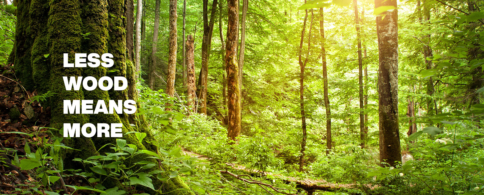 Forest landscape with sunlight