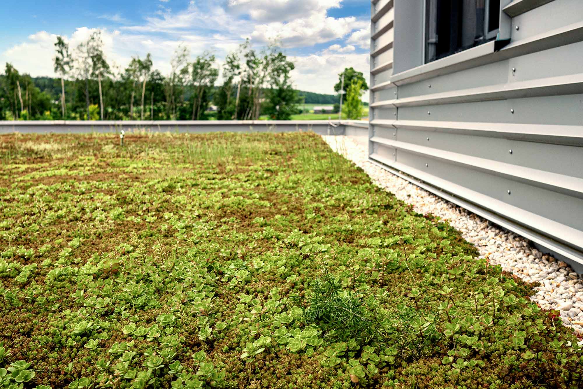 ECOgreen PACK Dachbegrünung Nahaufnahme auf einer Terasse mit Bäumen im Hintergrund